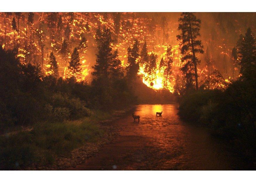 bosbrand Foto bosbrand