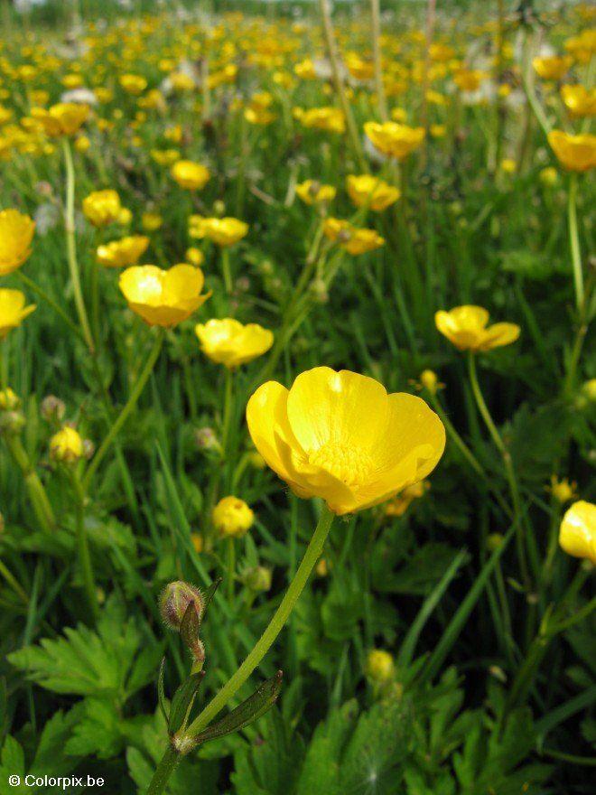 boterbloem 5 Foto boterbloem 5