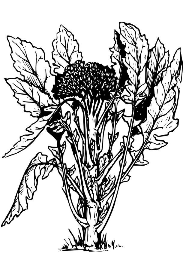 broccoli Kleurplaat broccoli