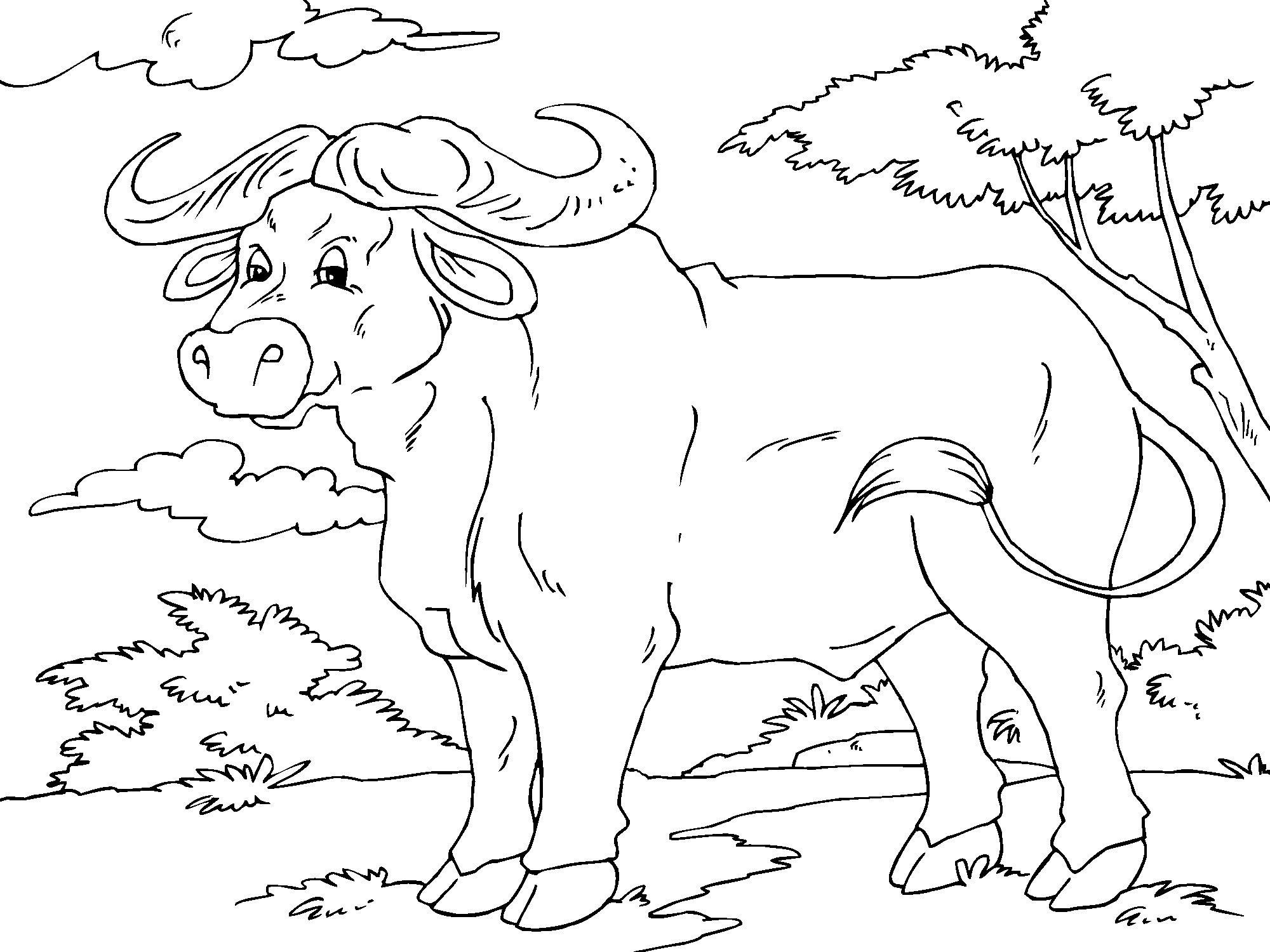 buffel Kleurplaat buffel