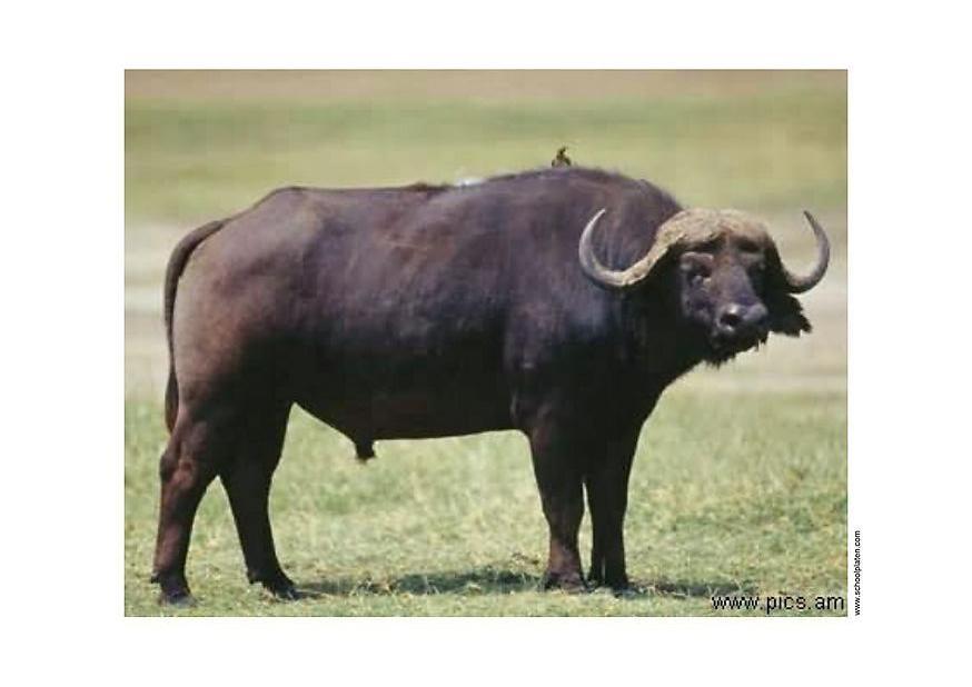 buffel Foto buffel