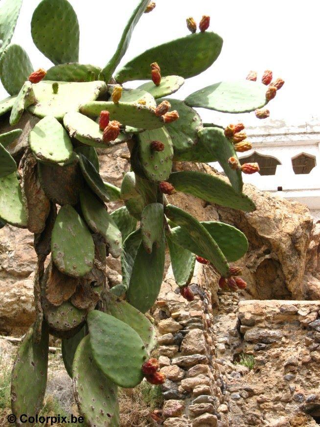 cactus met cactusvruchten Foto cactus met cactusvruchten