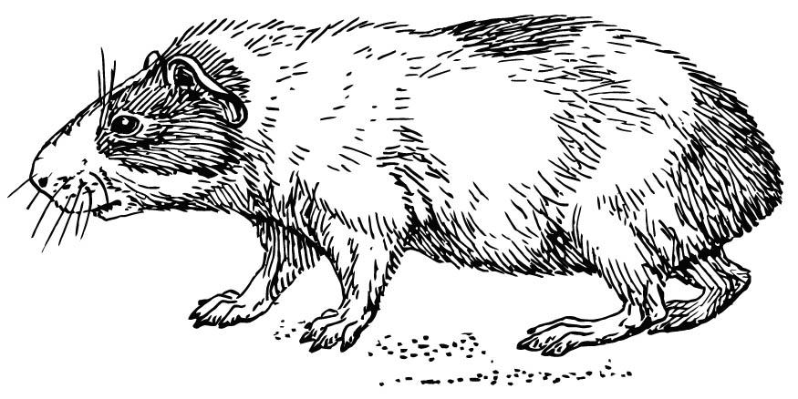 cavia Kleurplaat cavia