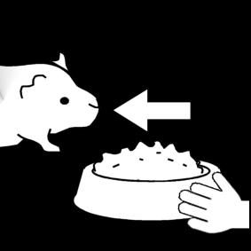 cavia - eten geven Kleurplaat cavia - eten geven
