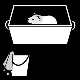 cavia - kooi schoonmaken Kleurplaat cavia - kooi schoonmaken
