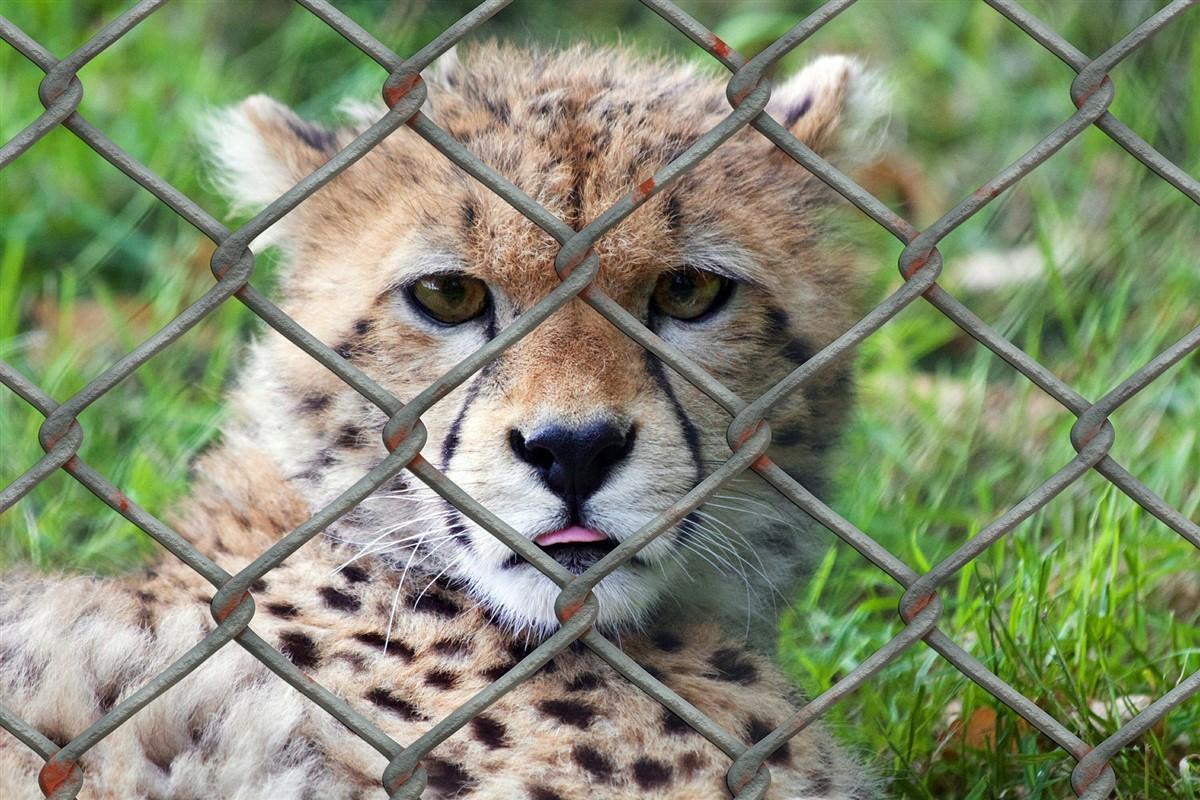 cheeta in kooi Foto cheeta in kooi