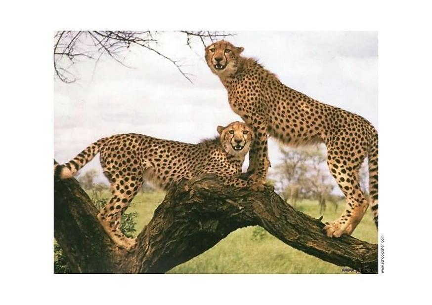cheetah Foto cheetah