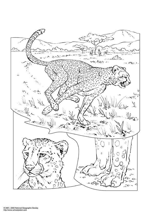cheetah Kleurplaat cheetah