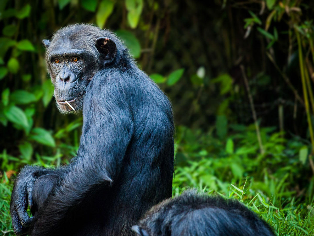 chimpansee Foto chimpansee