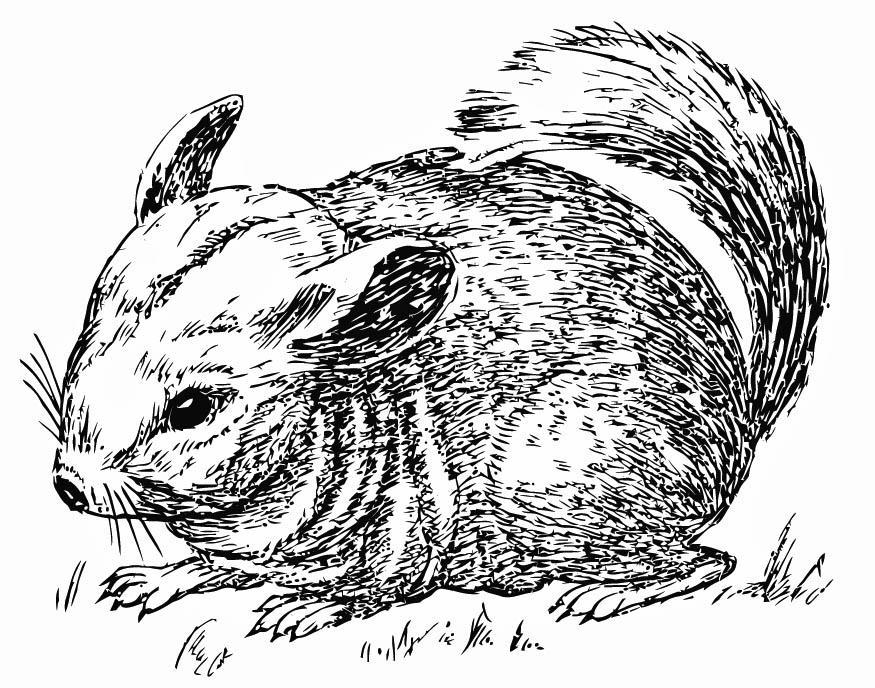 chinchilla Kleurplaat chinchilla