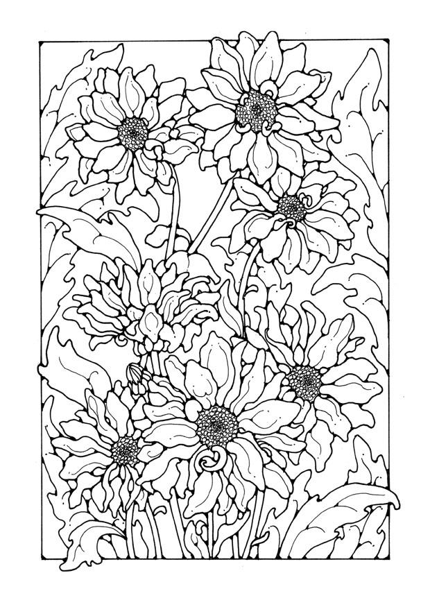 chrysanten Kleurplaat chrysanten