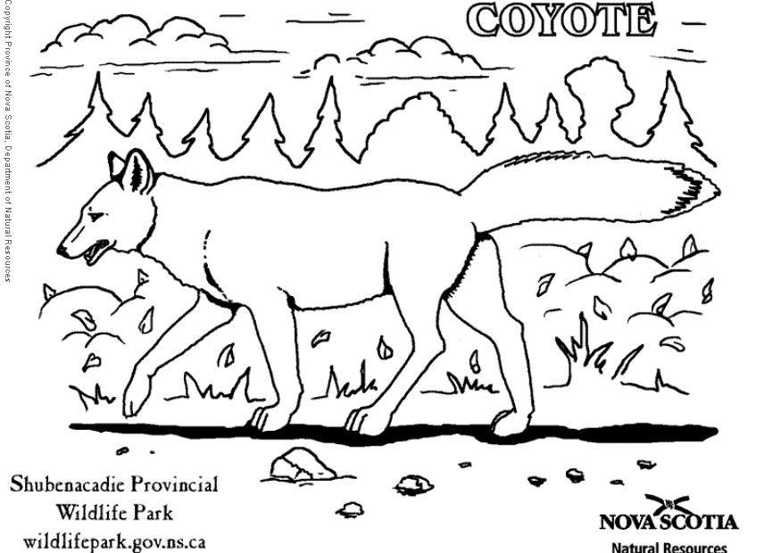 coyote Kleurplaat coyote