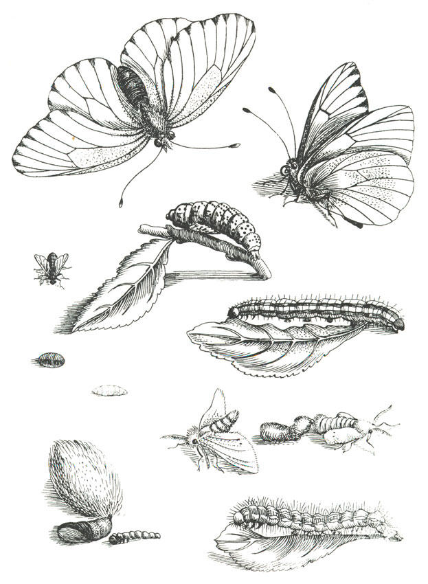 cyclus van de vlinder Kleurplaat cyclus van de vlinder