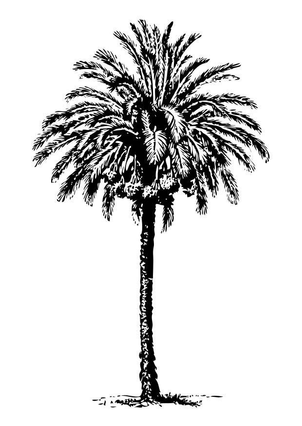 dadelboom Kleurplaat dadelboom
