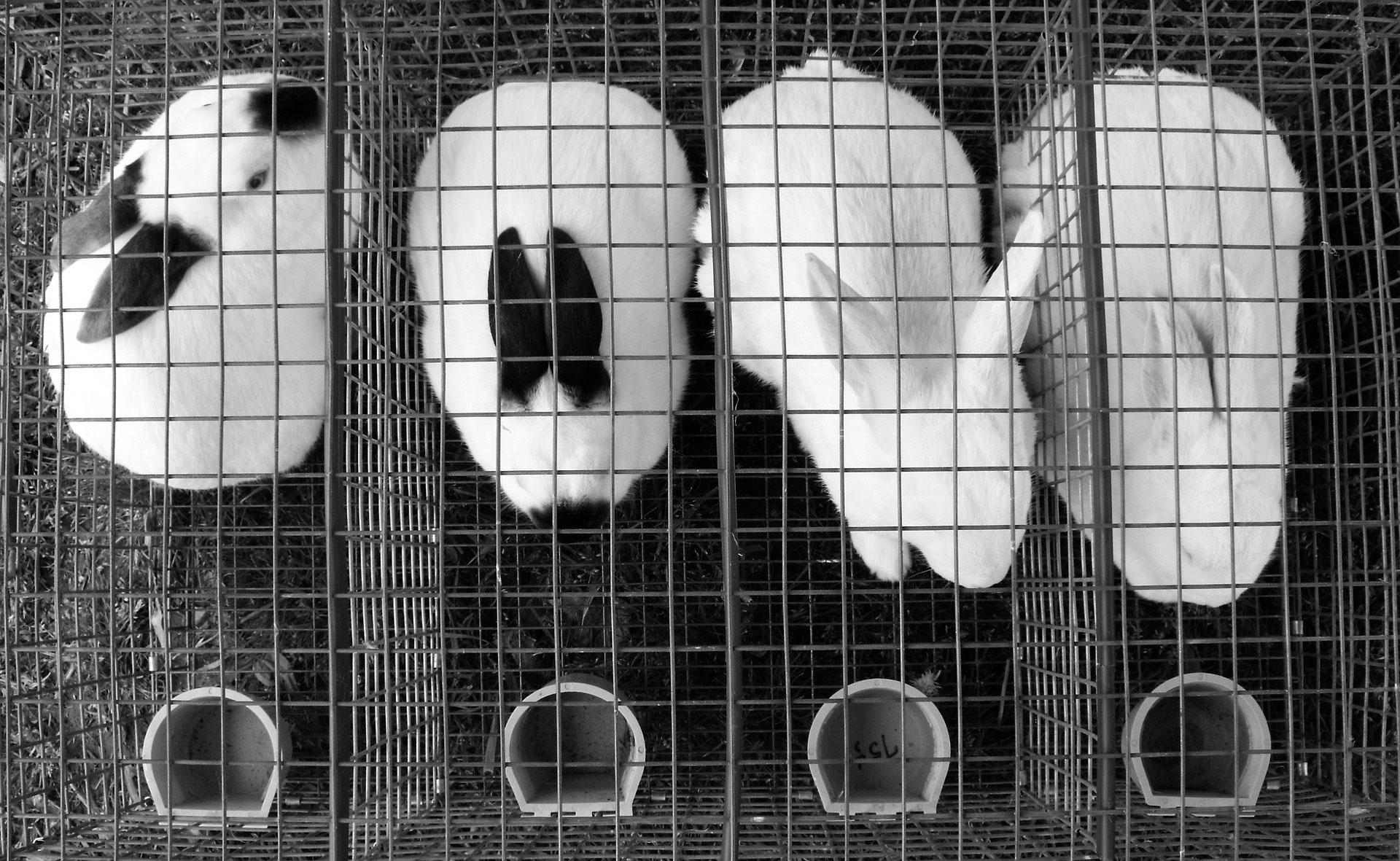 dierenleed Foto dierenleed