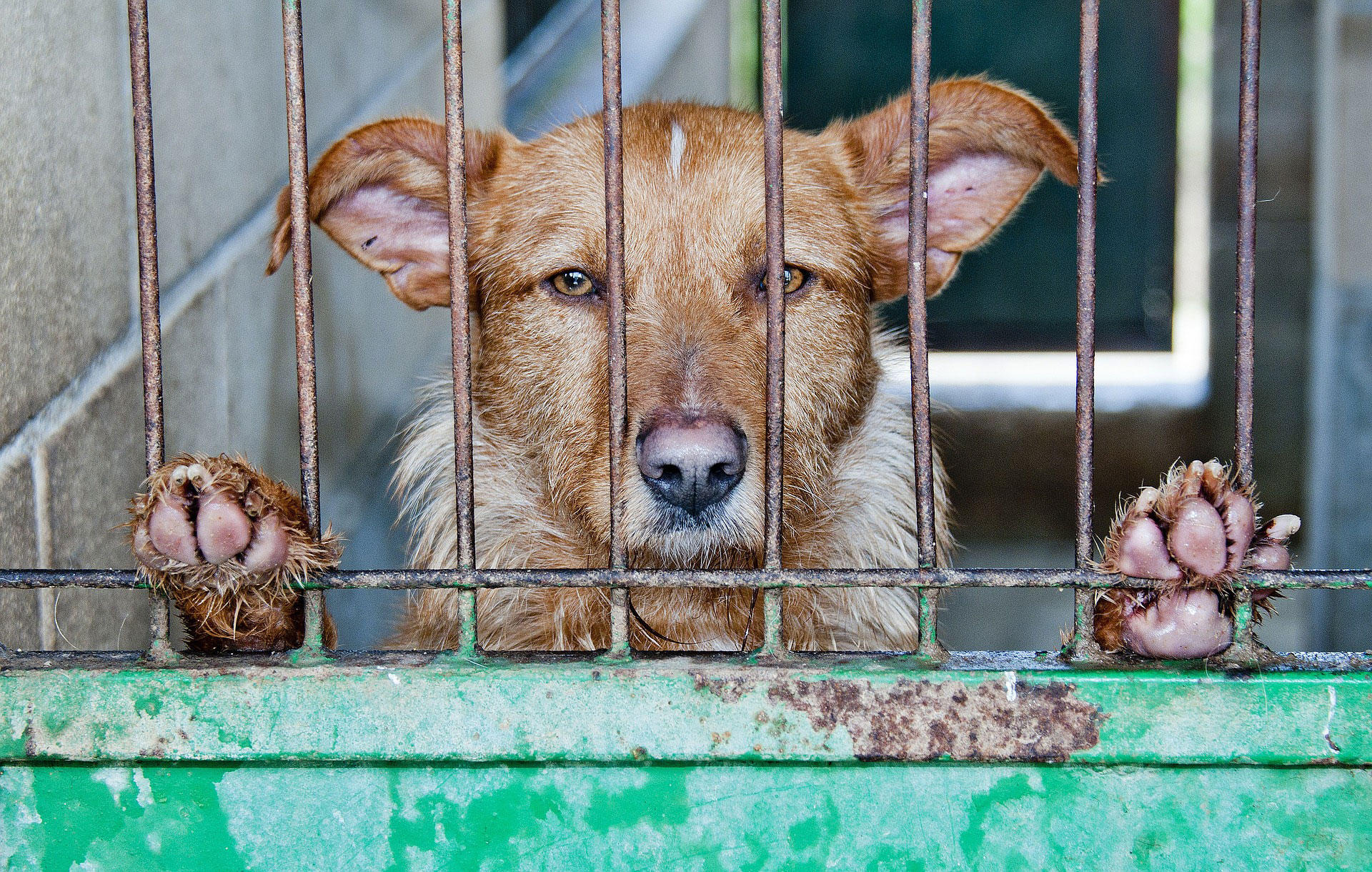 dierenleed Foto dierenleed