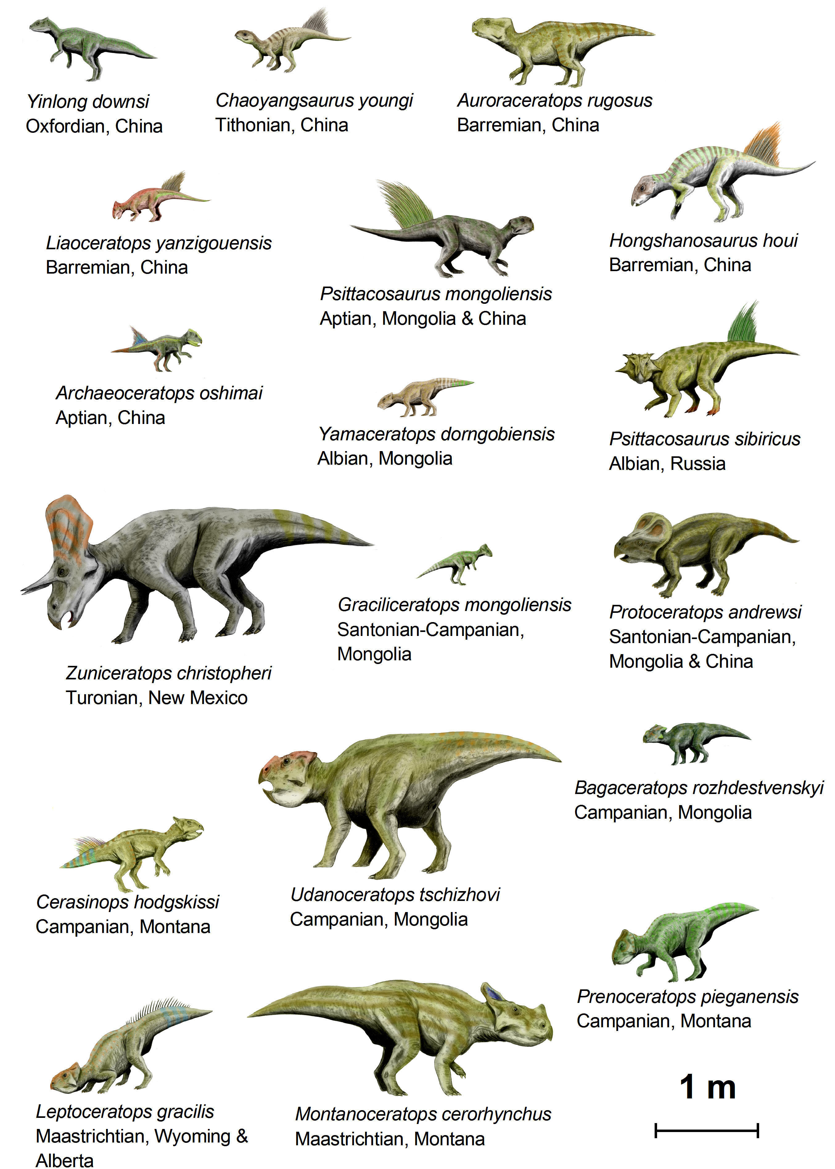 dinosaurussen ( basal ceratopsia ) Afbeelding dinosaurussen ( basal ceratopsia )