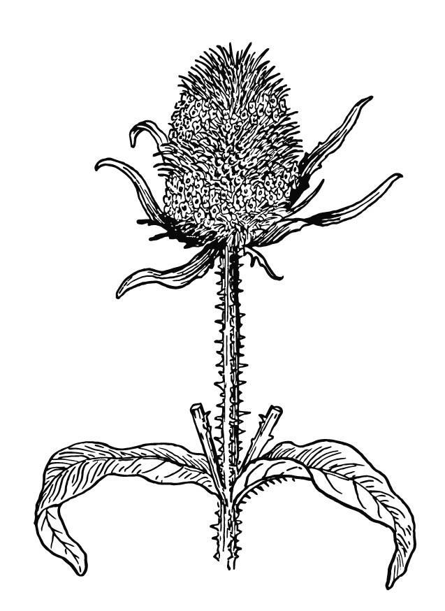 distel Kleurplaat distel