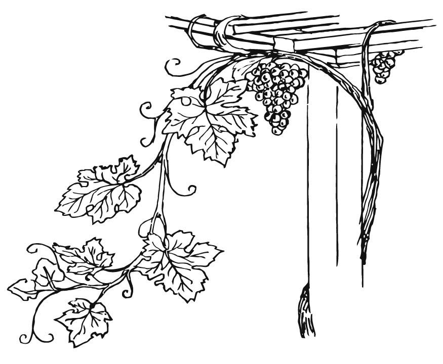 druivenrank Kleurplaat druivenrank