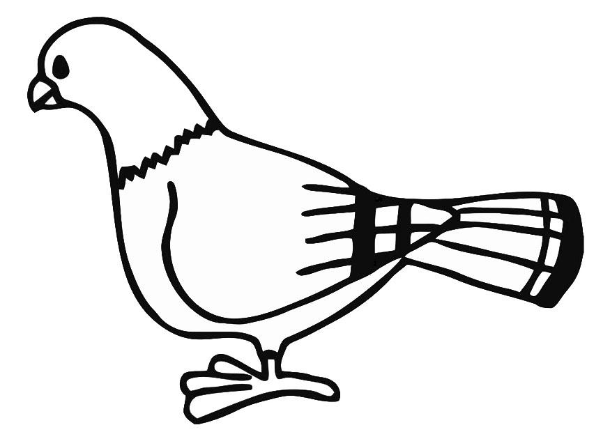 duif Kleurplaat duif