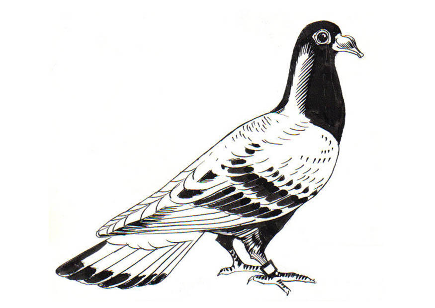 duif - postduif Kleurplaat duif - postduif