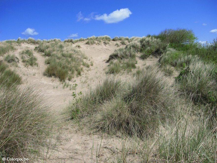duinen Foto duinen