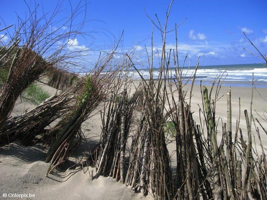 duinen 7 Foto duinen 7