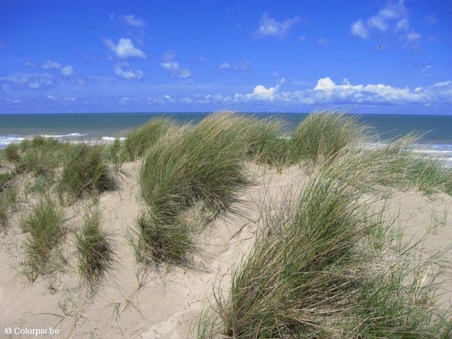 duinen en zee Foto duinen en zee