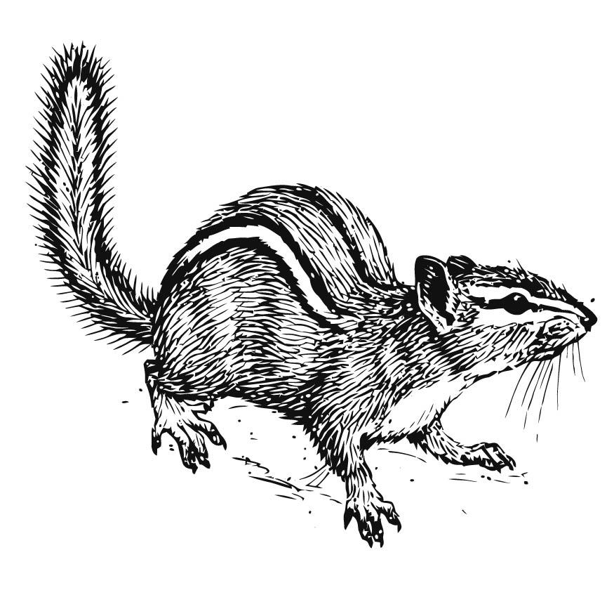 eekhoorn Kleurplaat eekhoorn