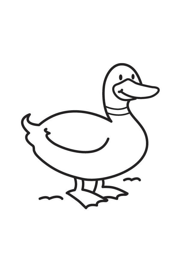 eend Kleurplaat eend
