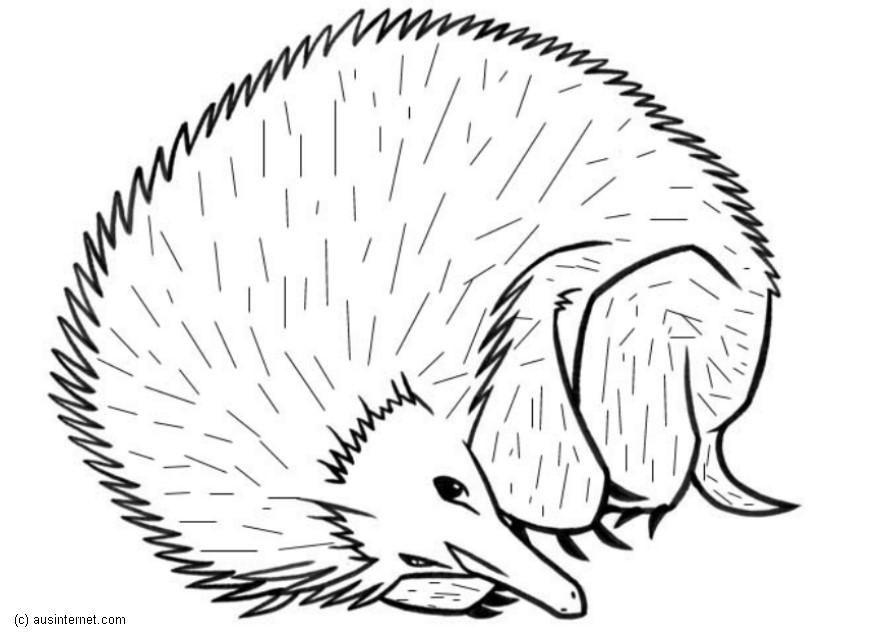 egel Kleurplaat egel