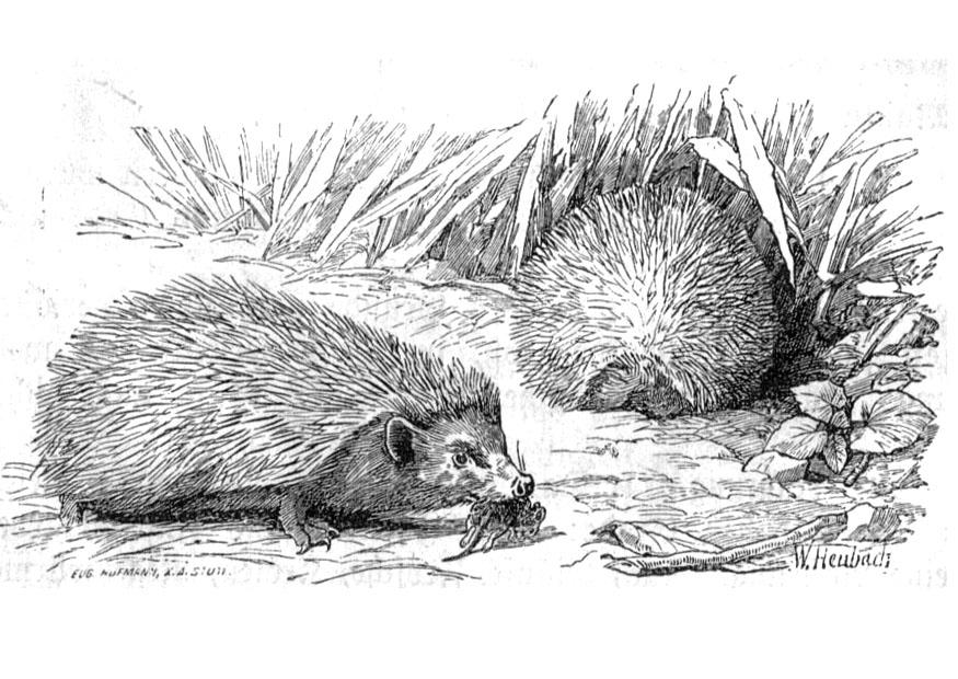 egel Kleurplaat egel