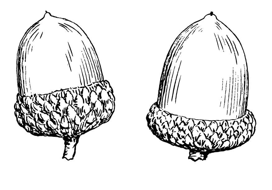 eikel Kleurplaat eikel