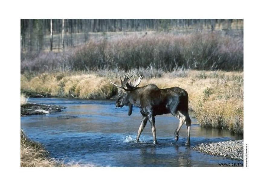 eland Foto eland