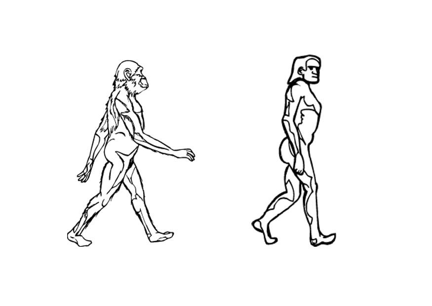 evolutie Kleurplaat evolutie