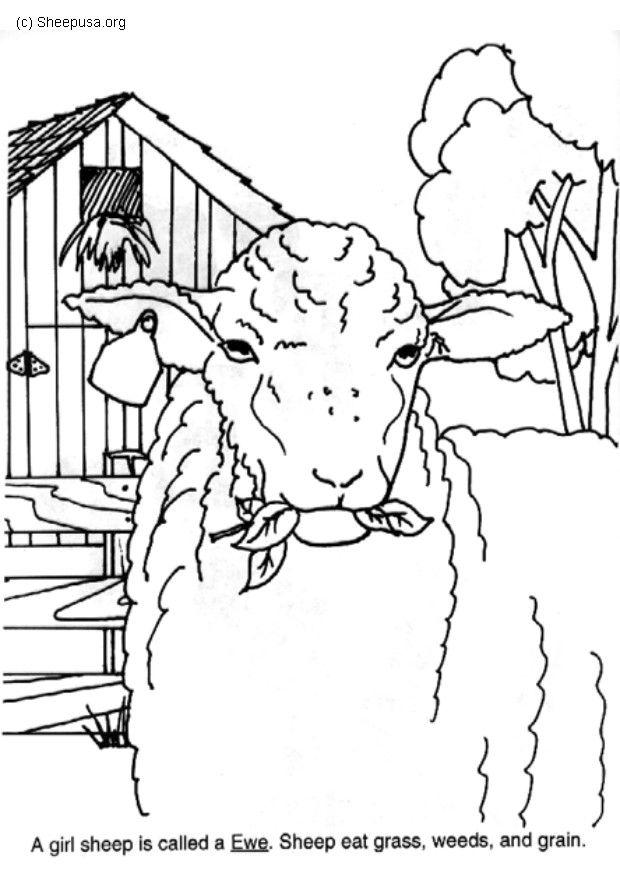 Kleurplaat ewe
