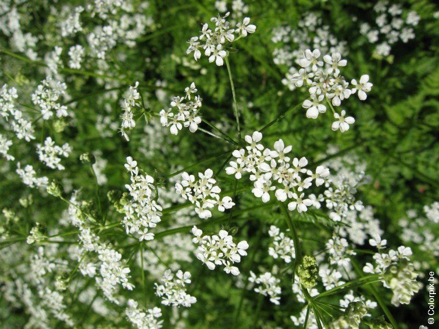 fluitekruid 3 Foto fluitekruid 3