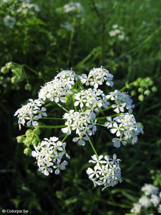fluitekruid Foto fluitekruid