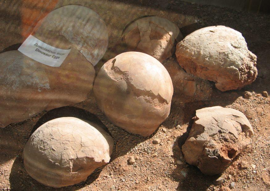 fossielen - dinosaurus eieren Foto fossielen - dinosaurus eieren