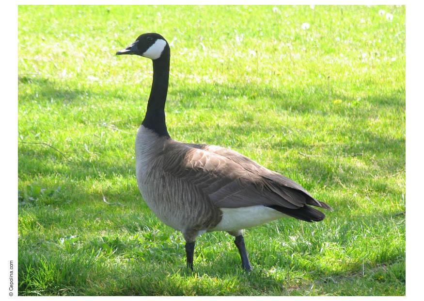 Foto canadese gans