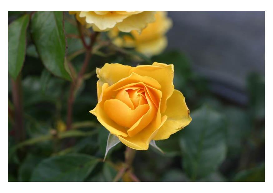 Foto gele rozen