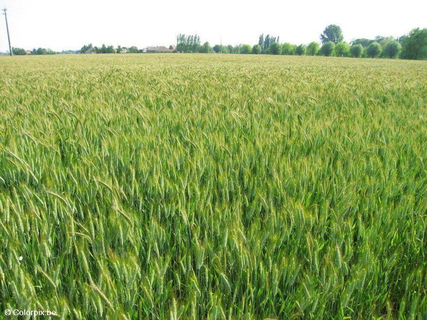 Foto graanveld