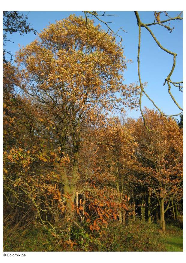 Foto herfst in het bos