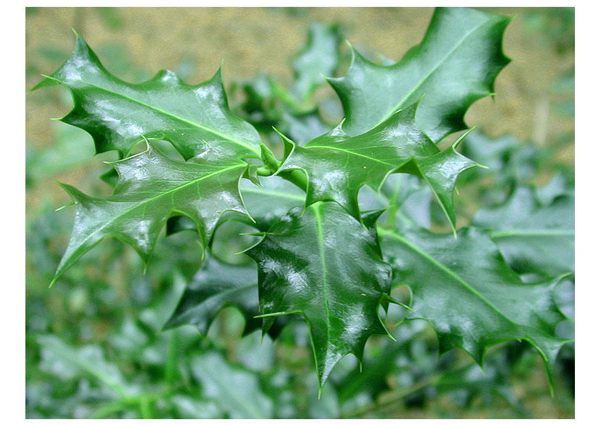 Foto hulst