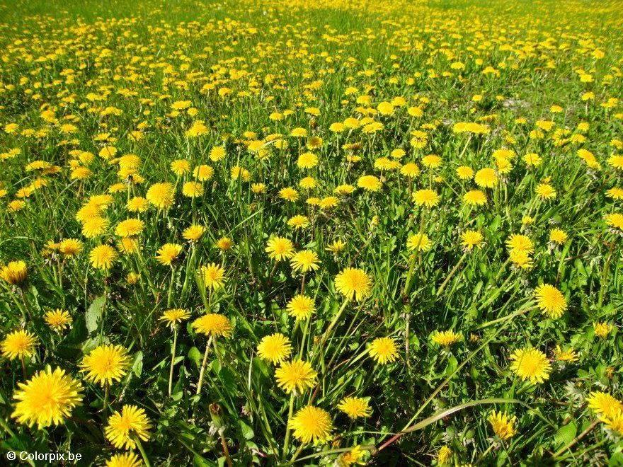 Foto paardenbloem 1