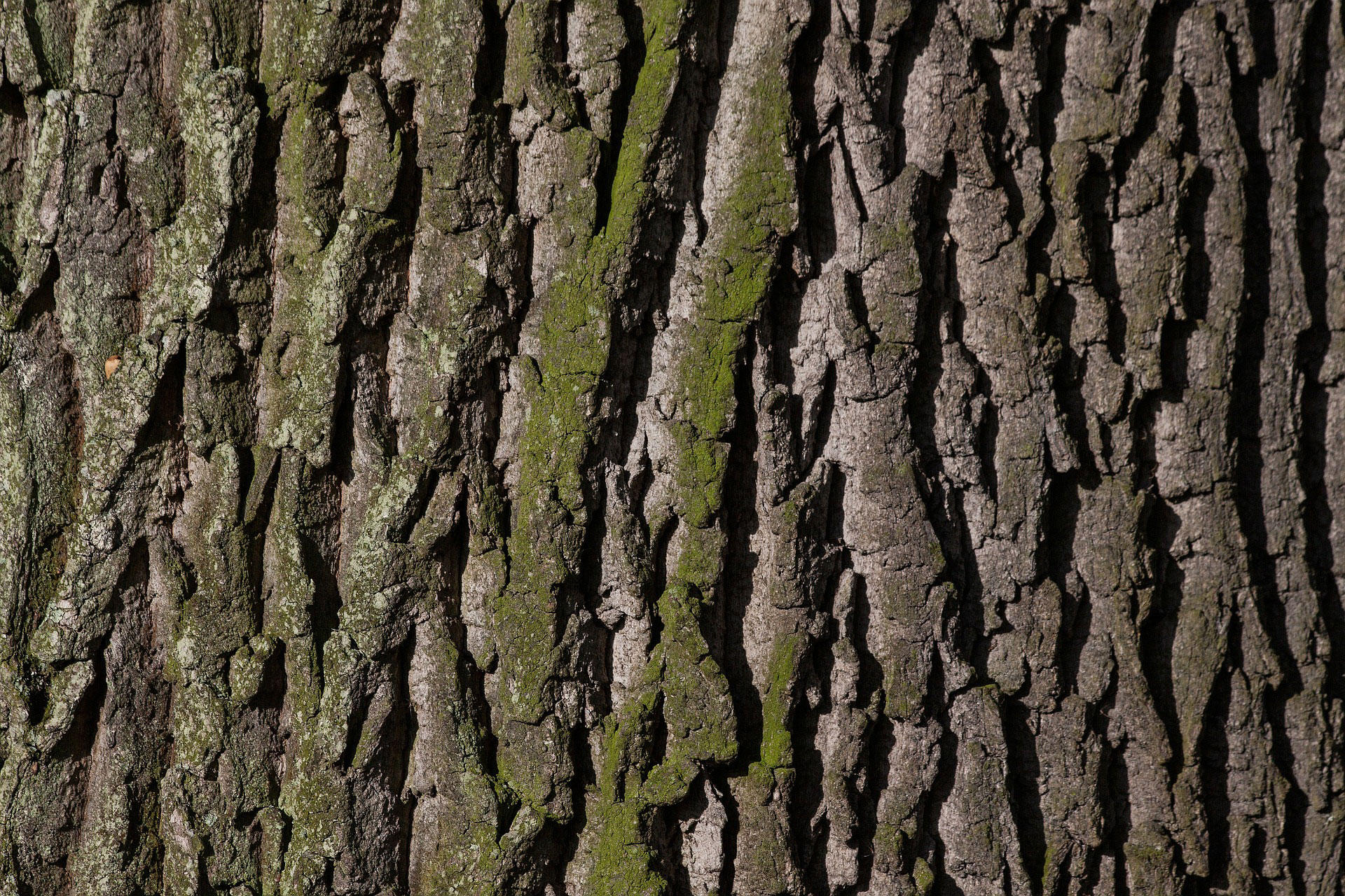 Foto schors van boom