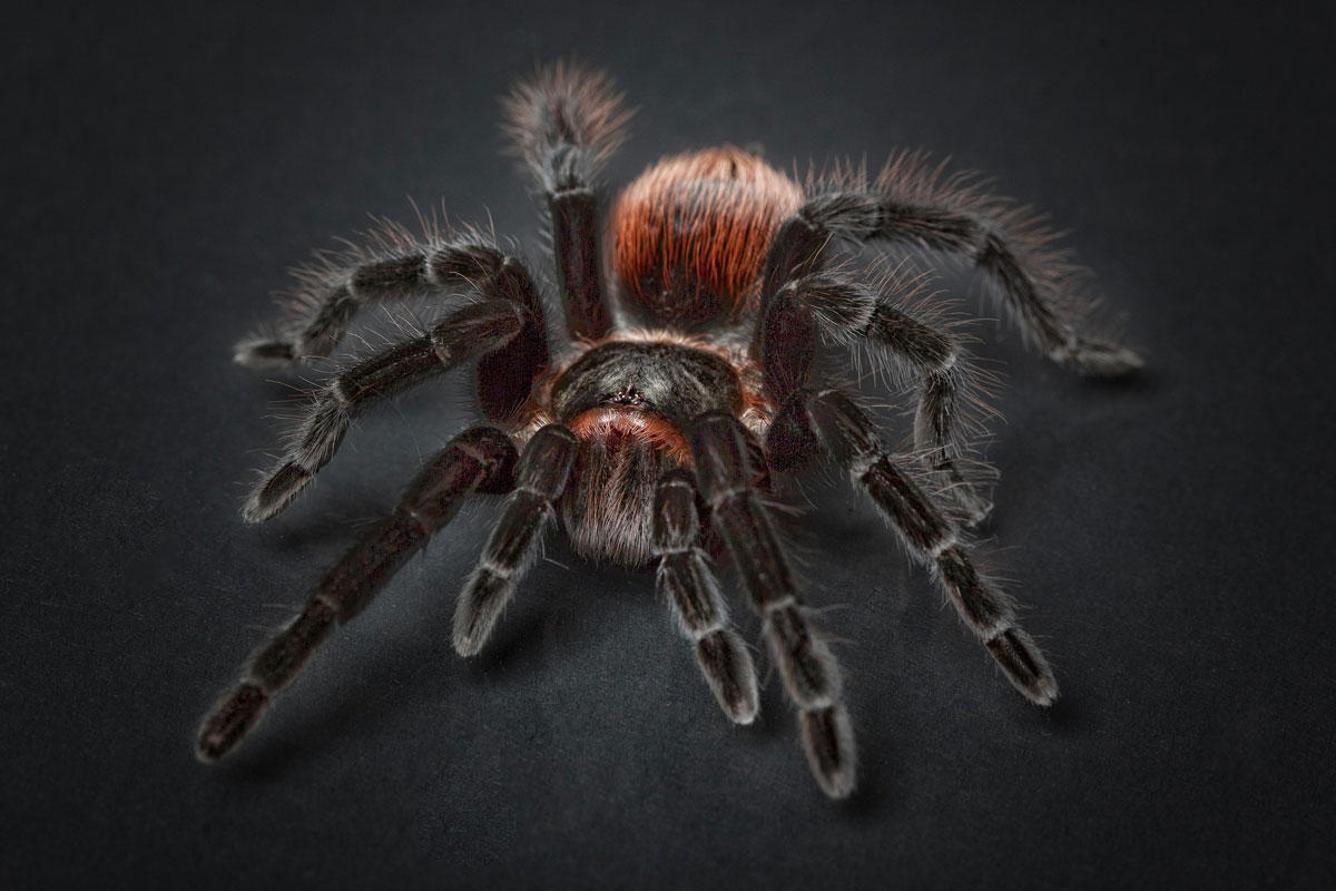 Foto spin