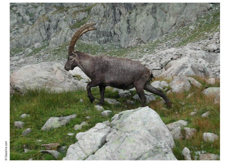 Foto steenbok 2kopie