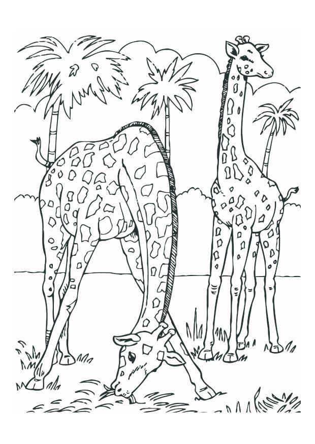 giraffen Kleurplaat giraffen