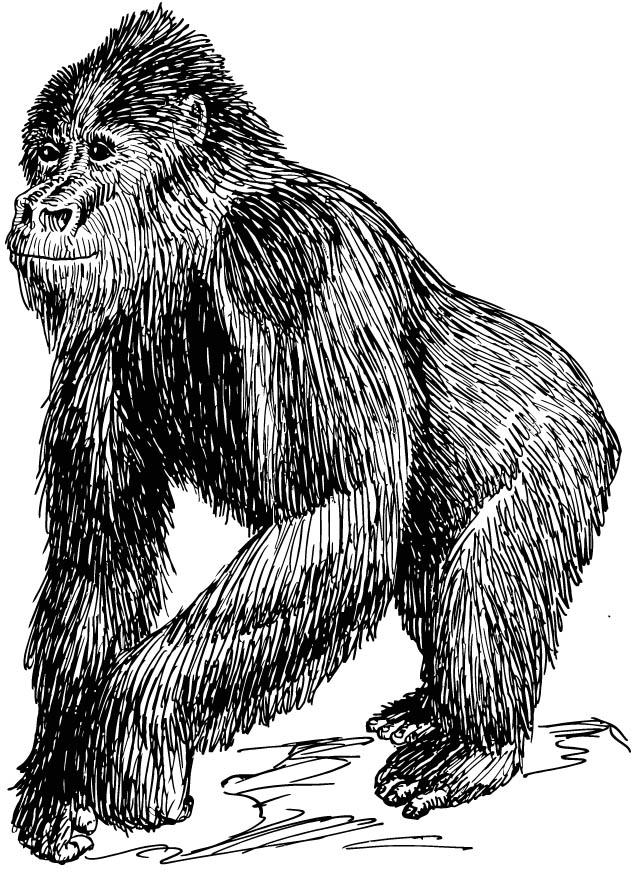 gorilla Kleurplaat gorilla